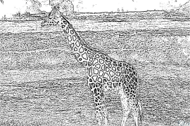 xirafa Páxinas Para Colorear Imprimibles